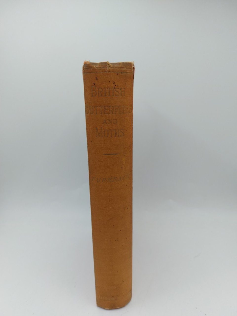 Britush Butterflies and Moths W. Furneaux. 1911 Illustrated